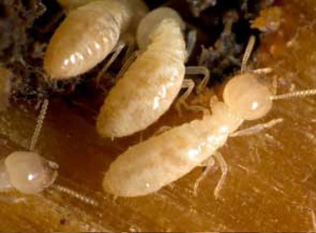Rowville Termites Inspection (BTC)